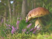 Wrzesień - Piosenka i Wiersz