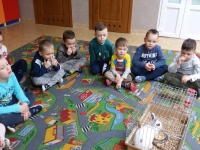 Zwierzęta domowe