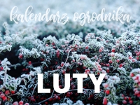 Wiersz i piosenka - luty