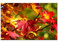 Listopad wiersz i piosenka