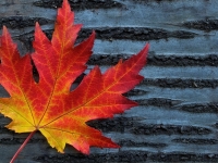 Wiersz i Piosenka Pa�dziernik