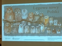 Sowy bez tajemnic