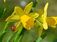 Kwiecie� wiersz i piosenka