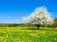 Wiersz i piosenka Kwiecie�