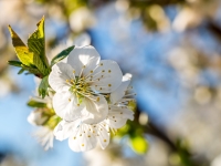 Wiersz i piosenka KWIECIEŃ