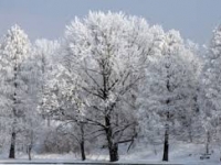 Wiersz i piosenka XII